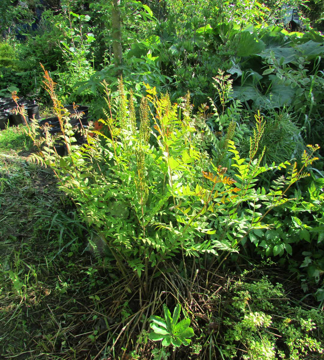 Image of Osmunda regalis specimen.