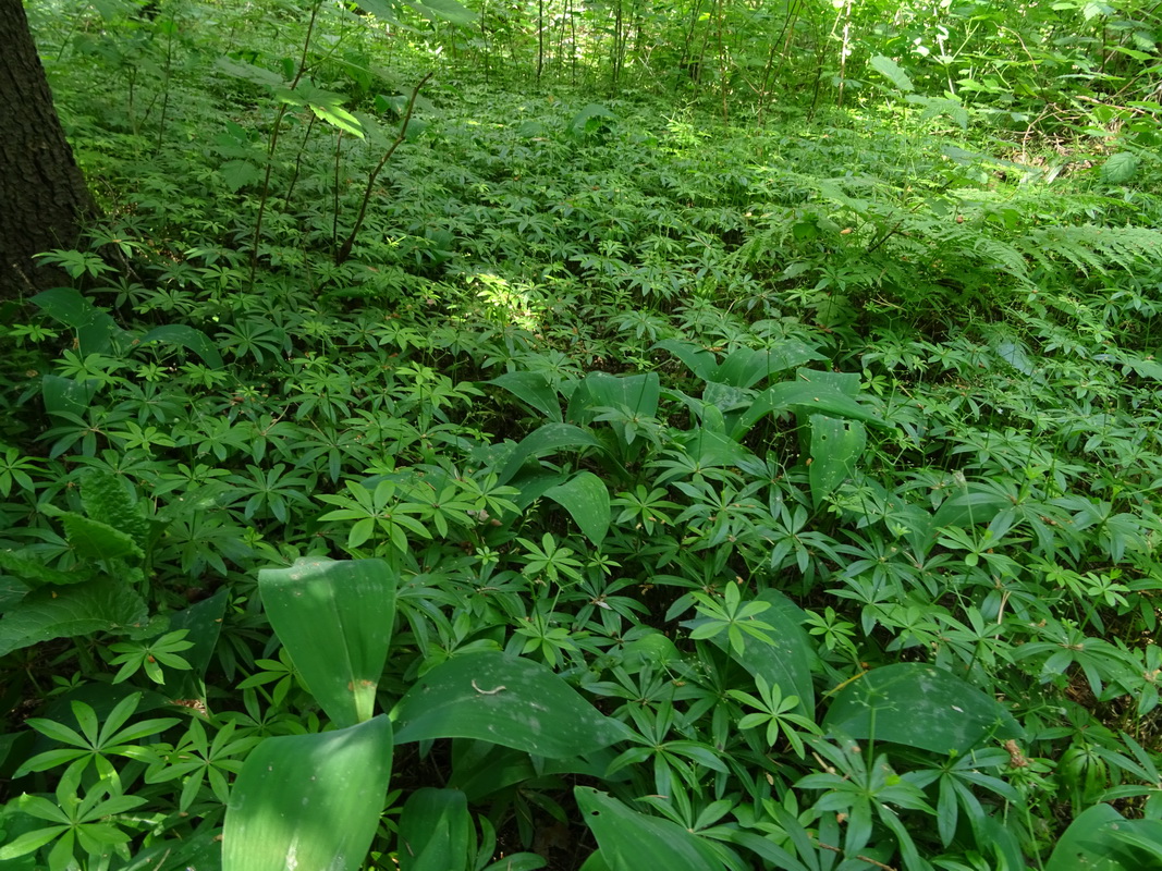 Image of Galium odoratum specimen.