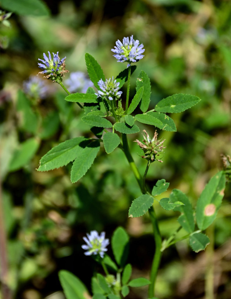 Изображение особи Trigonella caerulea.