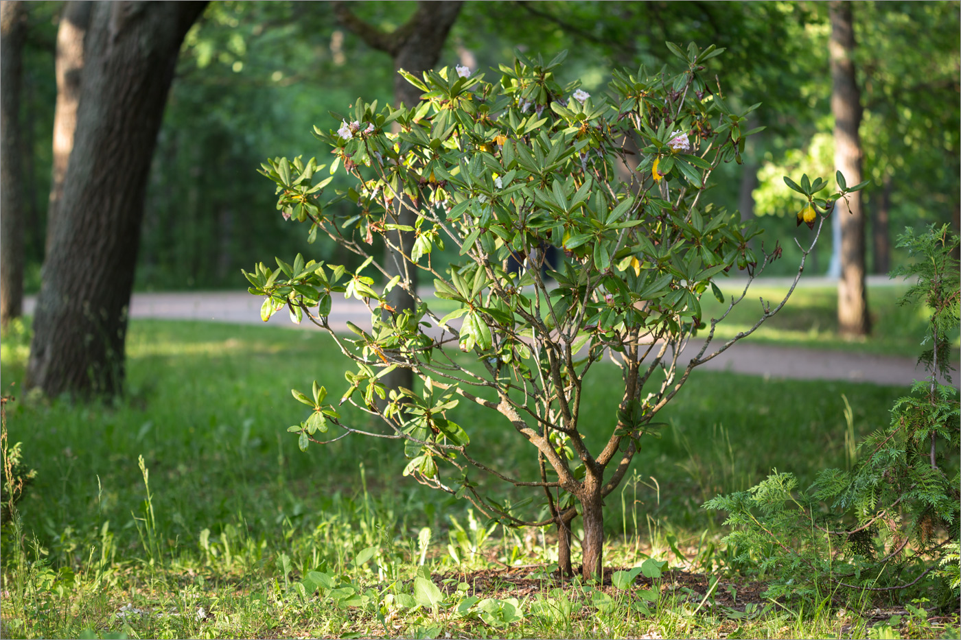 Изображение особи род Rhododendron.