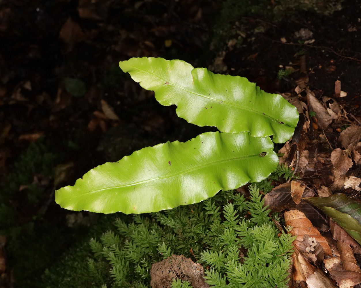 Image of Phyllitis scolopendrium specimen.