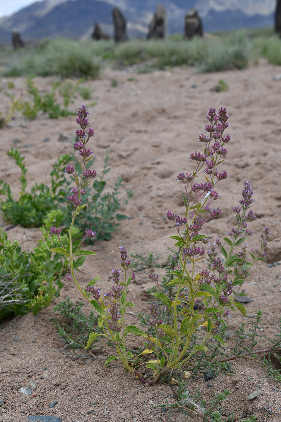 Изображение особи Nepeta micrantha.