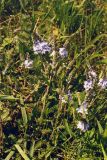 Veronica prostrata
