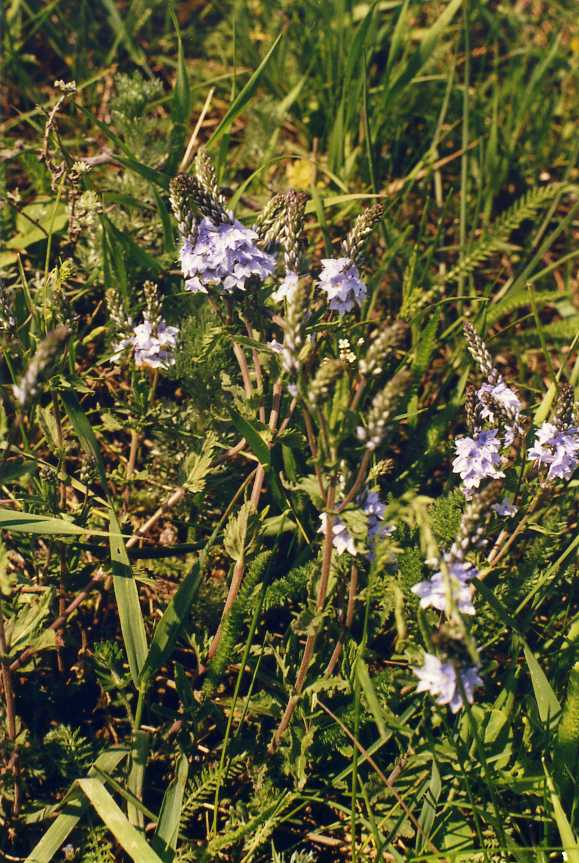 Image of Veronica prostrata specimen.