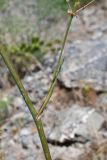 Ferula sumbul