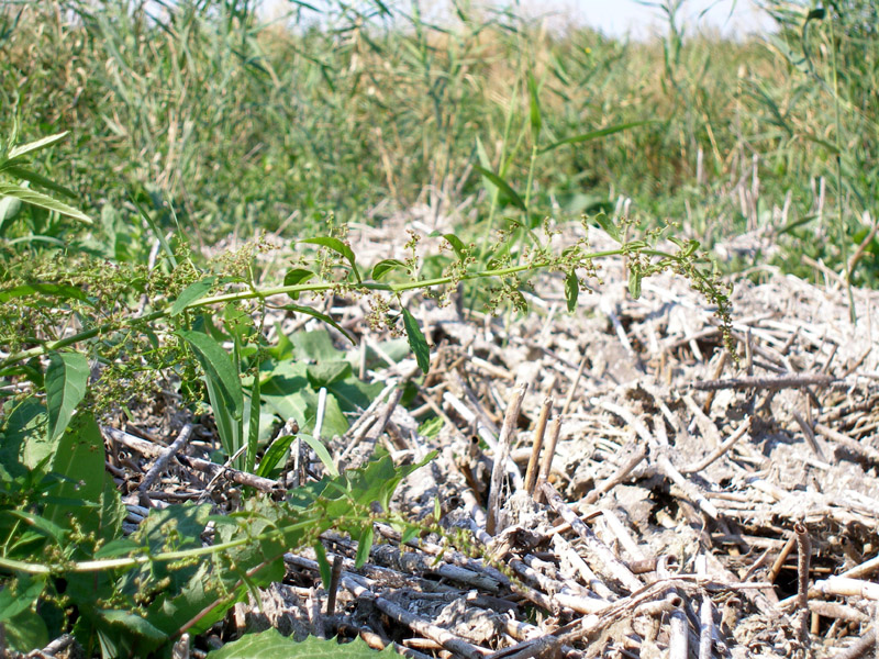 Изображение особи Lipandra polysperma.