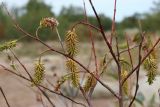 Salix pentandra. Часть плодоносящей ветви после облетания листьев. Ленинградская обл., Ломоносовский р-н, окр. Шепелёвского маяка; п-ов Каравалдай, берег Финского залива, каменисто-валунно-песчаный пляж. 23.09.2023.