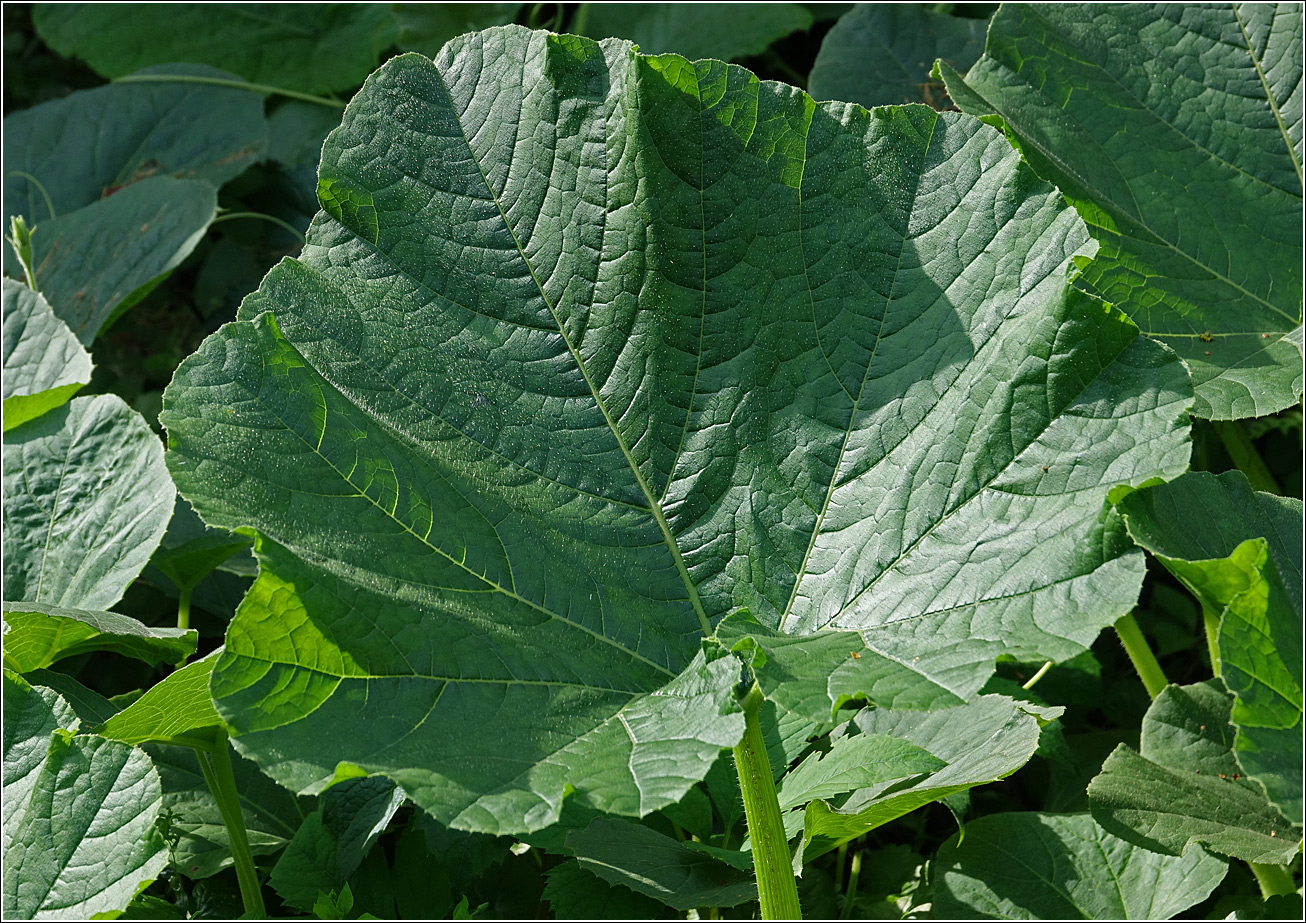 Image of Cucurbita maxima specimen.