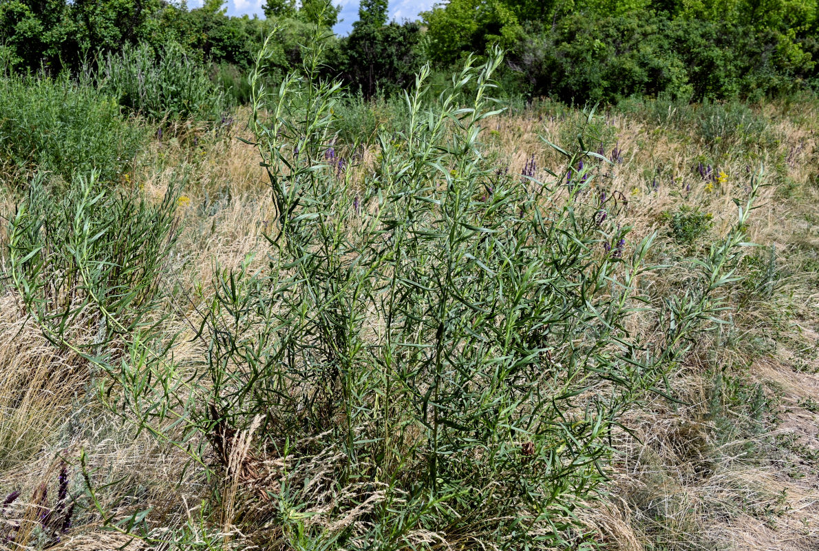 Image of Artemisia dracunculus specimen.