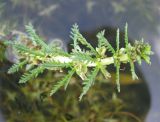 Myriophyllum verticillatum. Соцветие. Ярославская обл., Угличский р-н, с. Масальское, р. Корожечна. 23.07.2008.