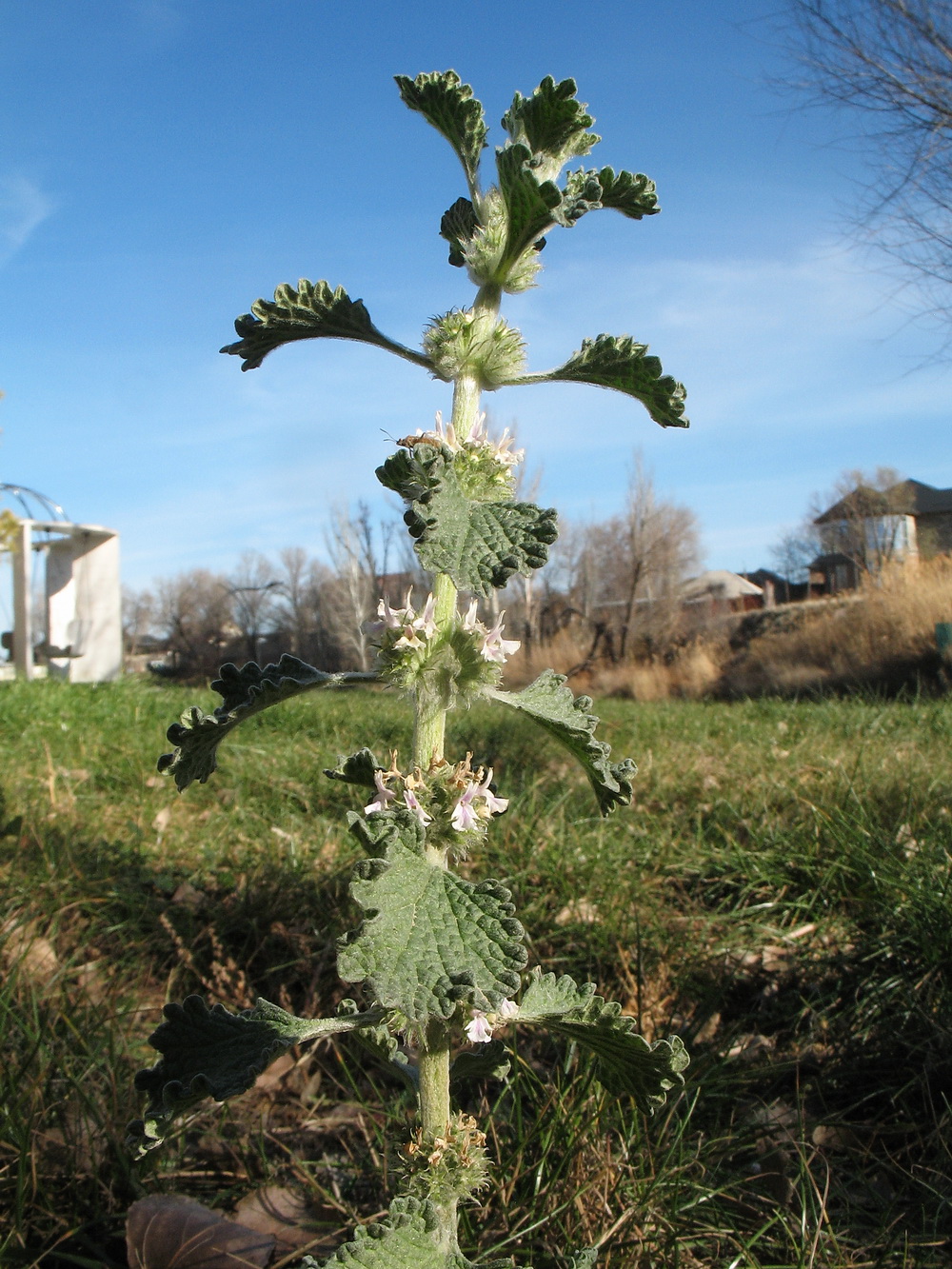 Изображение особи Marrubium anisodon.