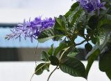 Petrea volubilis. Часть ветви с соцветием. Таиланд, Бангкок, Донмыанг, жилой квартал, придомовая территория, в культуре. 11.09.2023.