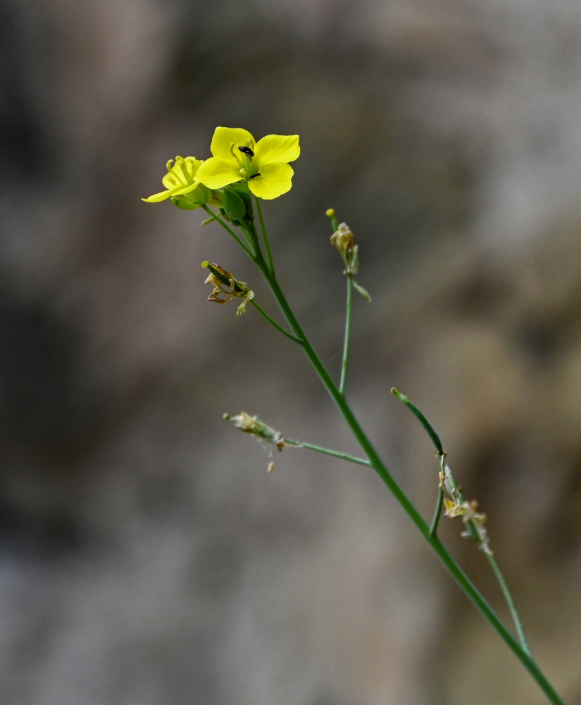 Изображение особи Diplotaxis muralis.