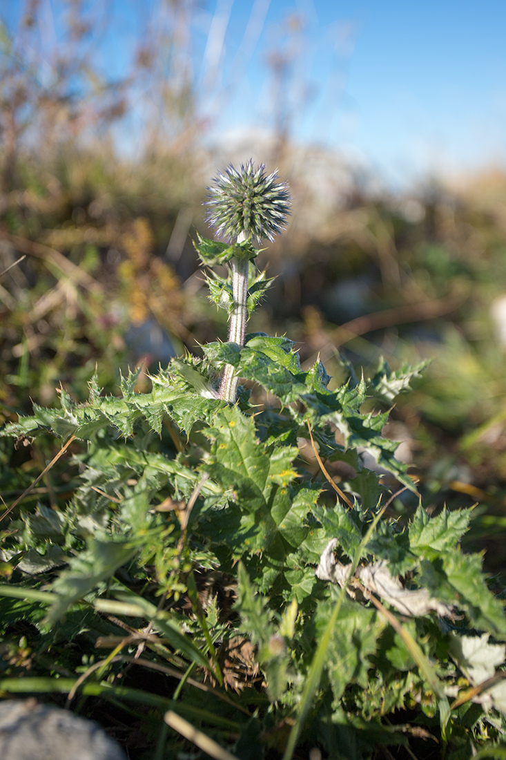 Image of genus Echinops specimen.