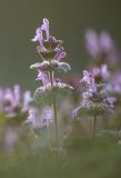 Lamium amplexicaule. Верхушки побегов с соцветиями. Ростовская обл., Аксайский р-н, окр. хут. Александровка, степной склон. 10.04.2020.