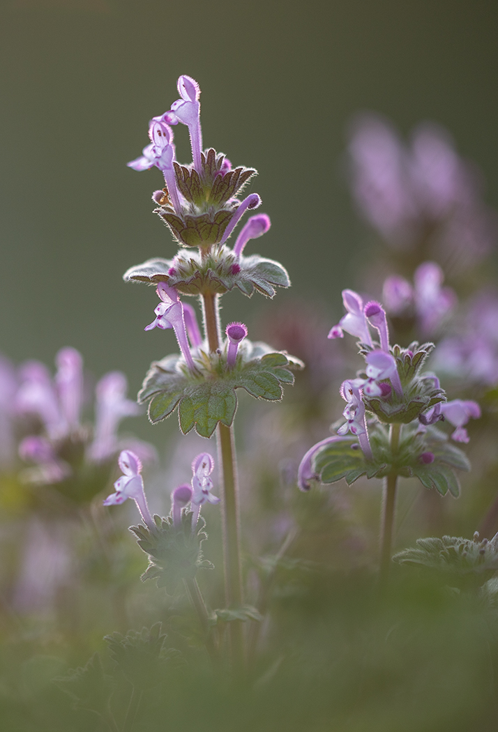 Image of Lamium amplexicaule specimen.