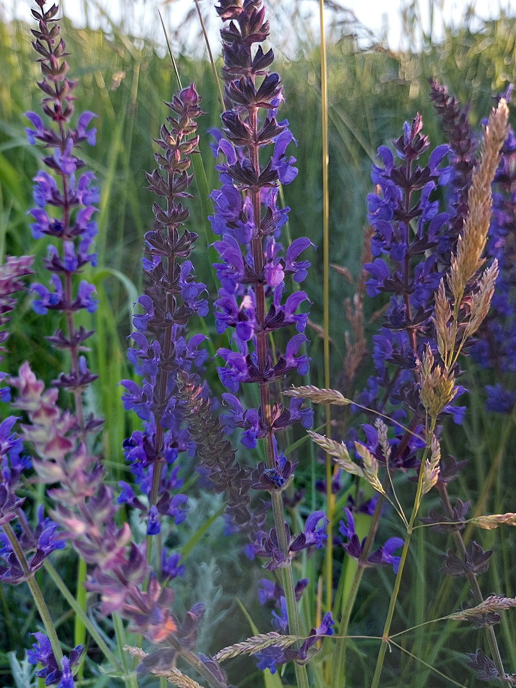 Изображение особи Salvia stepposa.