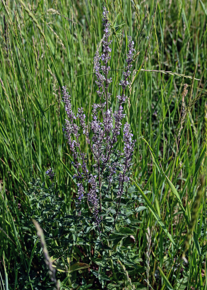 Изображение особи Nepeta nuda.