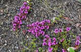 genus Thymus. Цветущие растения. Красноярский край, Таймырский Долгано-Ненецкий р-н, плато Путорана, устье р. Кутарамакан, каменисто-песчаный пляж. 23.07.2023.