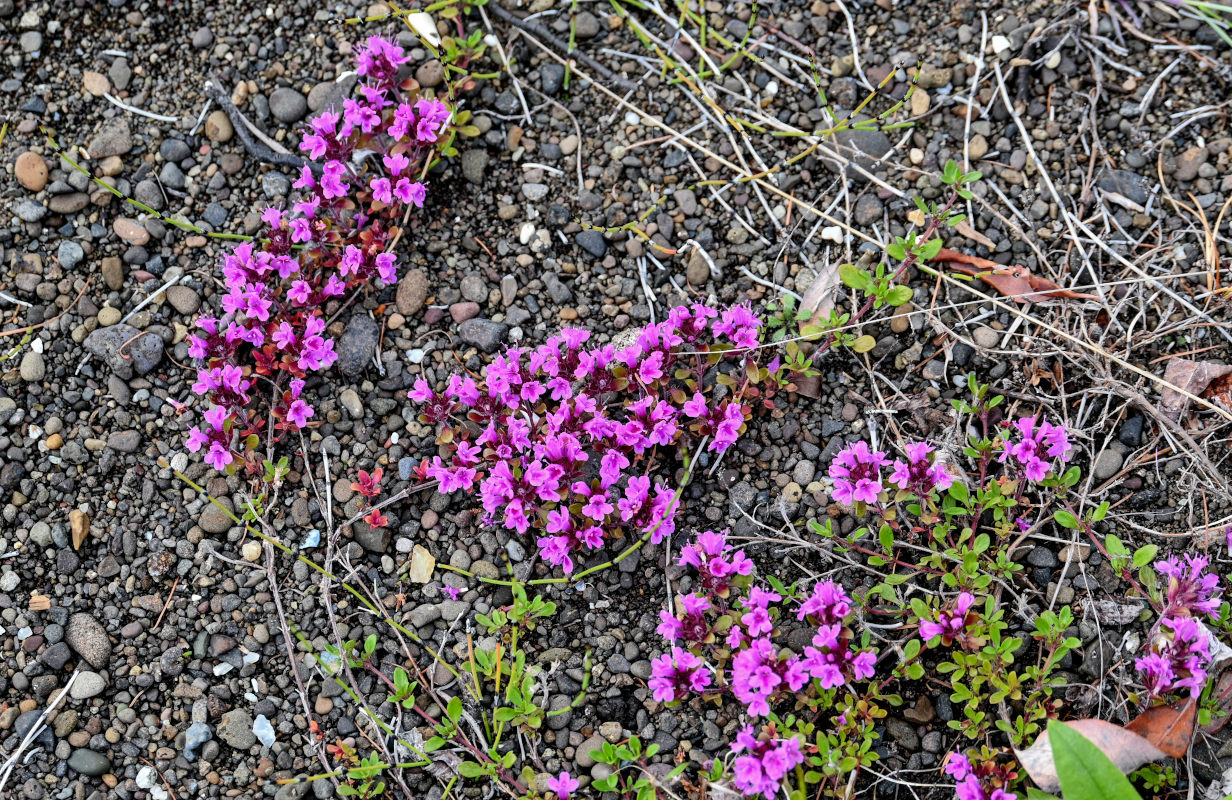 Изображение особи род Thymus.