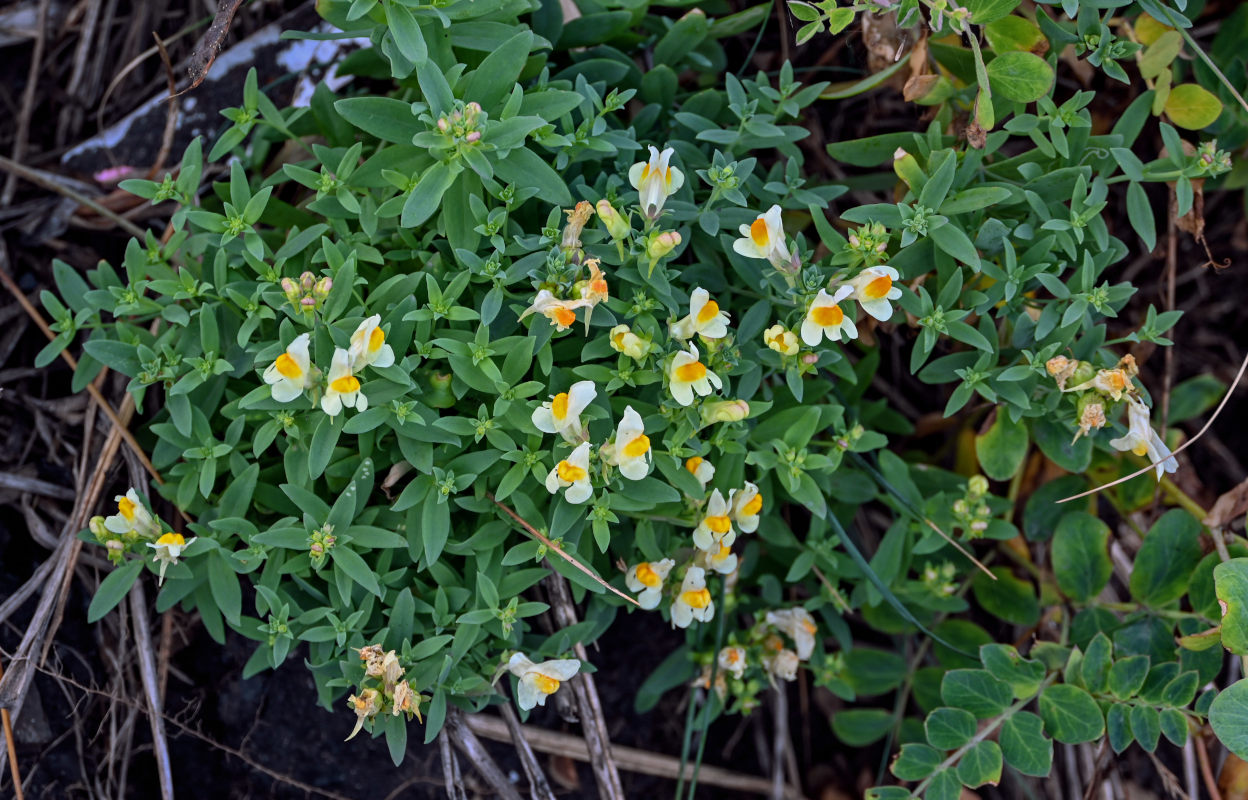 Image of Linaria japonica specimen.