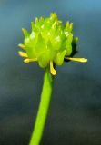 Ranunculus gmelinii