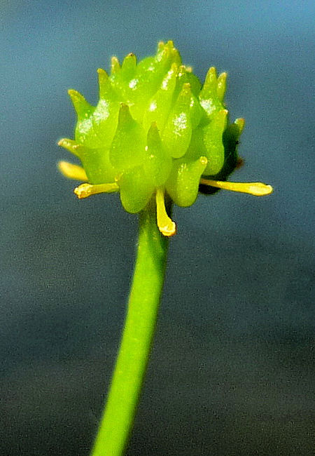 Image of Ranunculus gmelinii specimen.