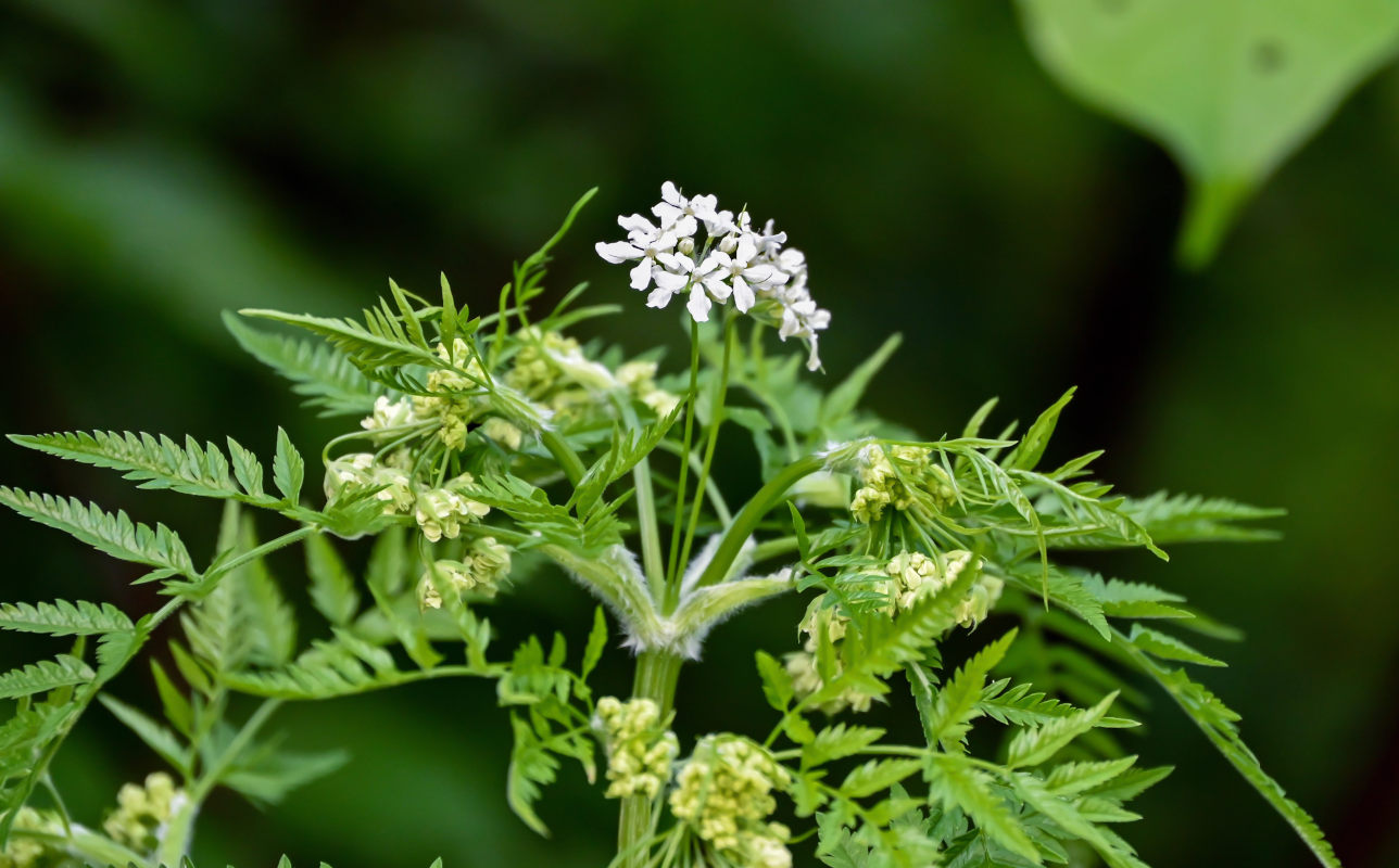 Изображение особи Anthriscus sylvestris.