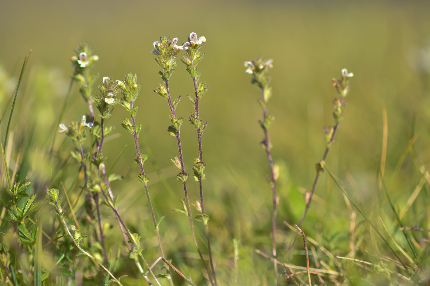 Изображение особи Euphrasia petiolaris.