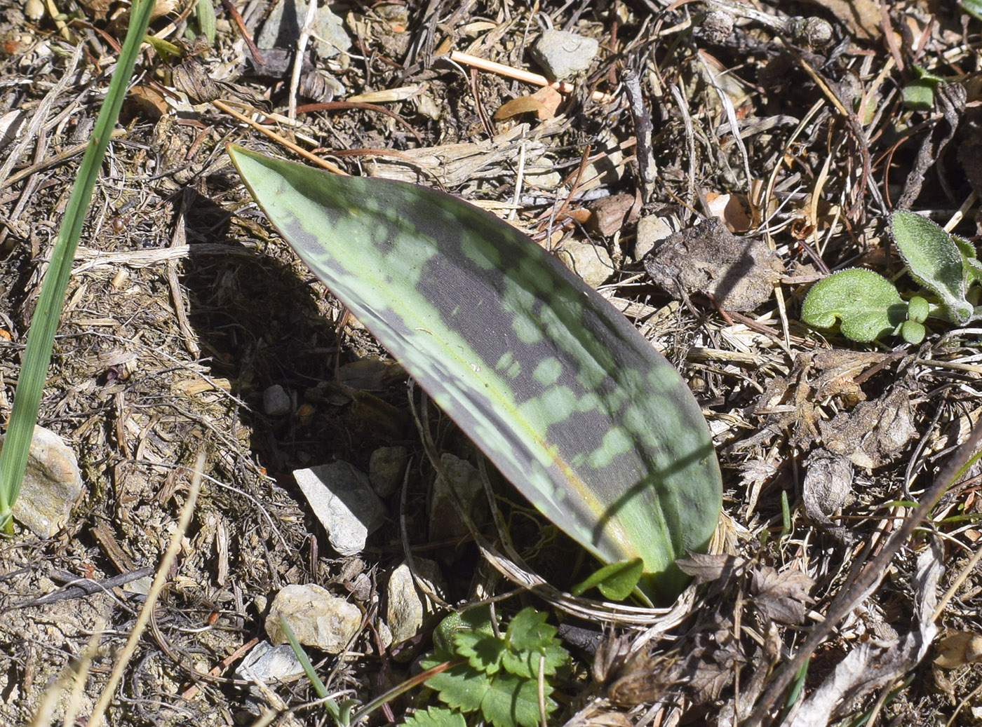 Изображение особи Erythronium dens-canis.
