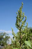 Cyclachaena xanthiifolia