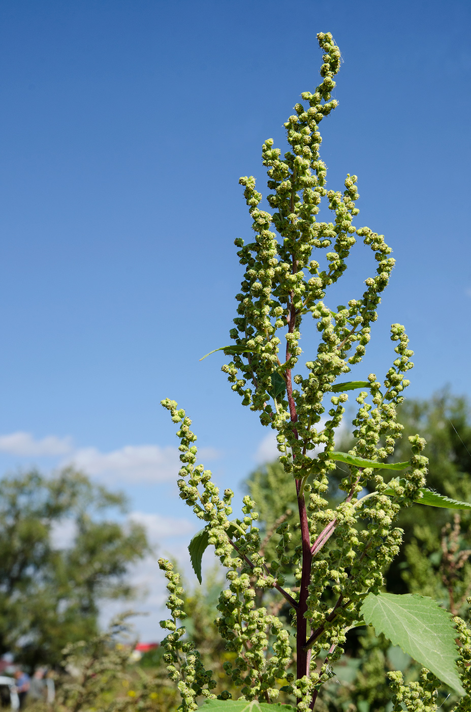 Image of Cyclachaena xanthiifolia specimen.