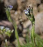 Myosotis discolor. Верхушка цветущего растения. Абхазия, Гудаутский р-н, Мюссерский лесной массив, разнотравный луг. 12.04.2024.