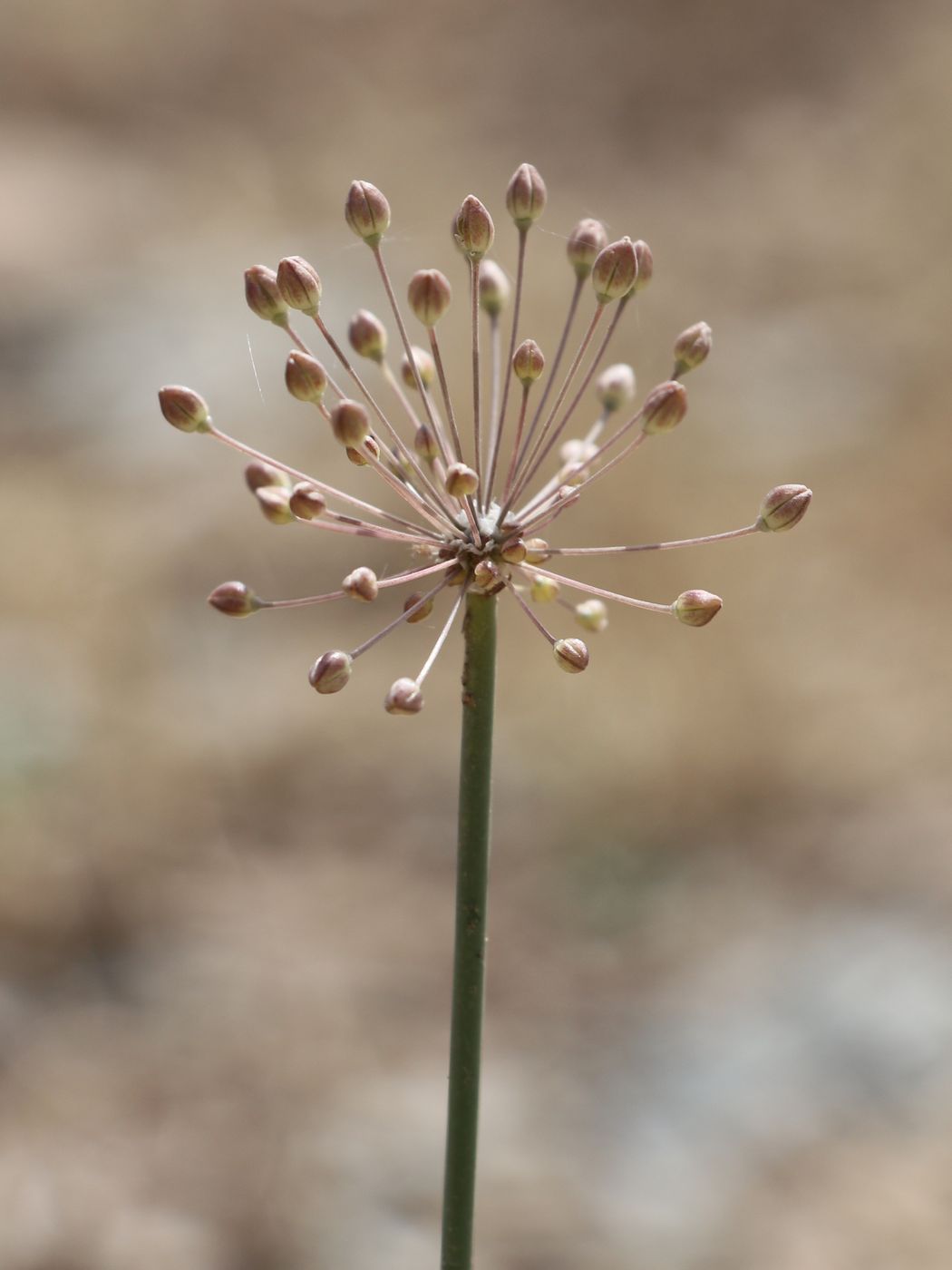 Image of Allium popovii specimen.