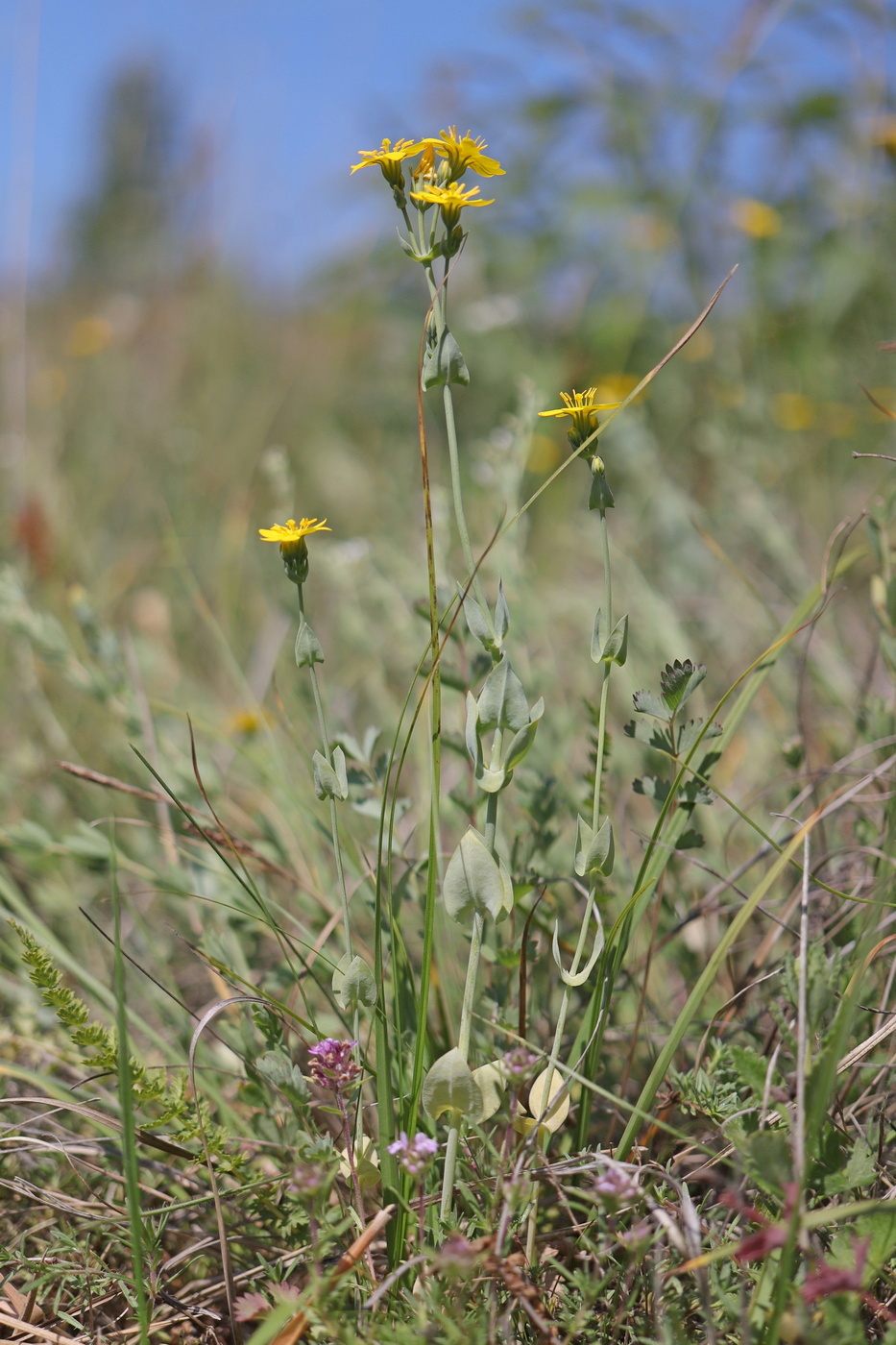 Image of Blackstonia perfoliata specimen.