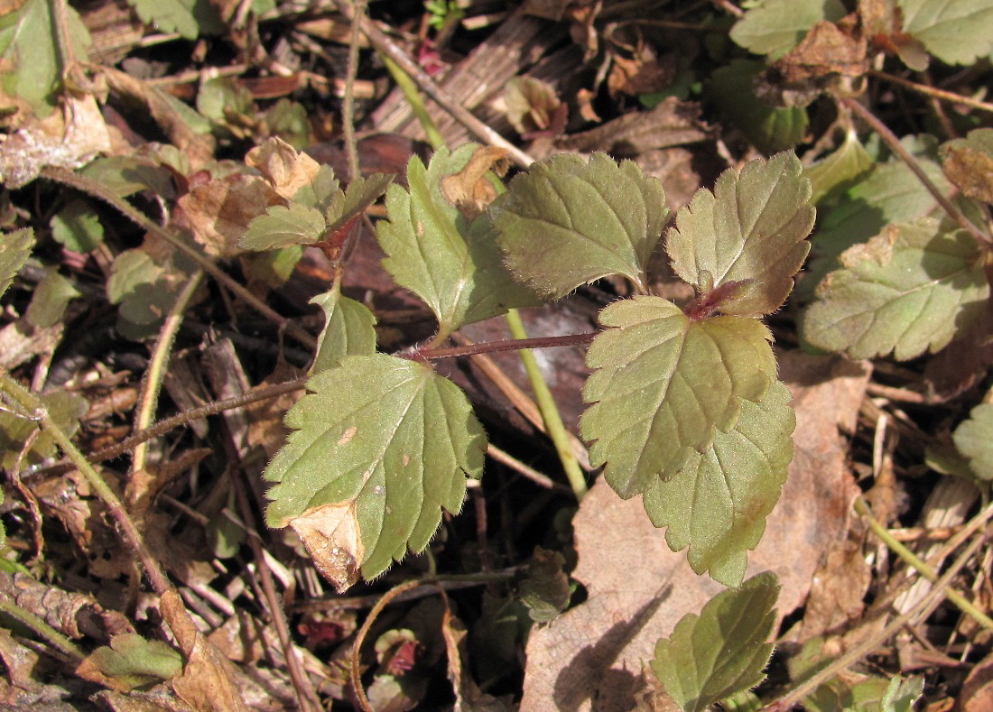 Image of Veronica chamaedrys specimen.