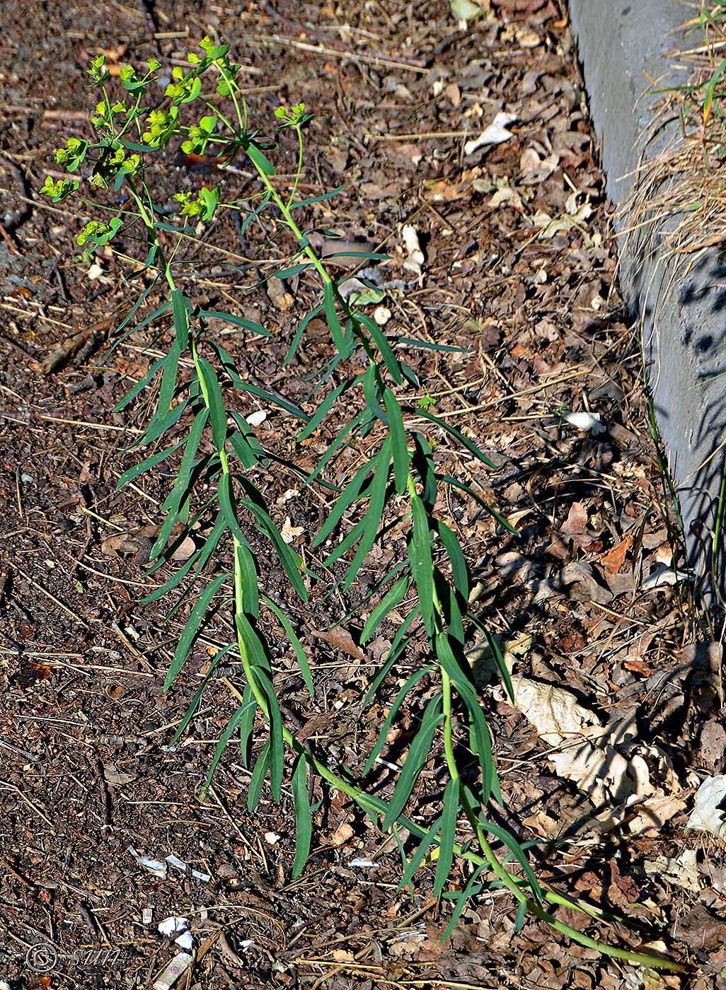 Image of Euphorbia kaleniczenkoi specimen.