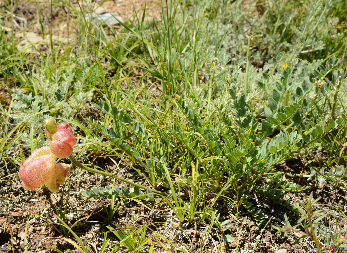 Изображение особи Astragalus masenderanus.