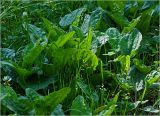 Plantago major