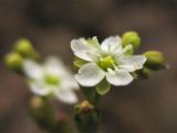 Drosera rotundifolia