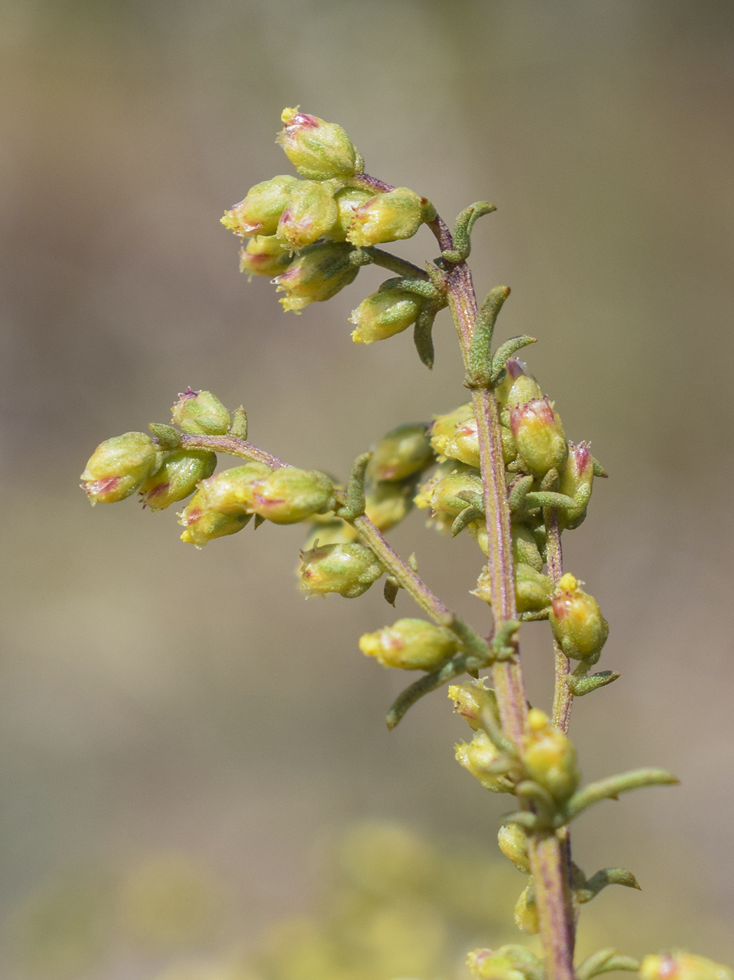 Image of Artemisia campestris ssp. glutinosa specimen.
