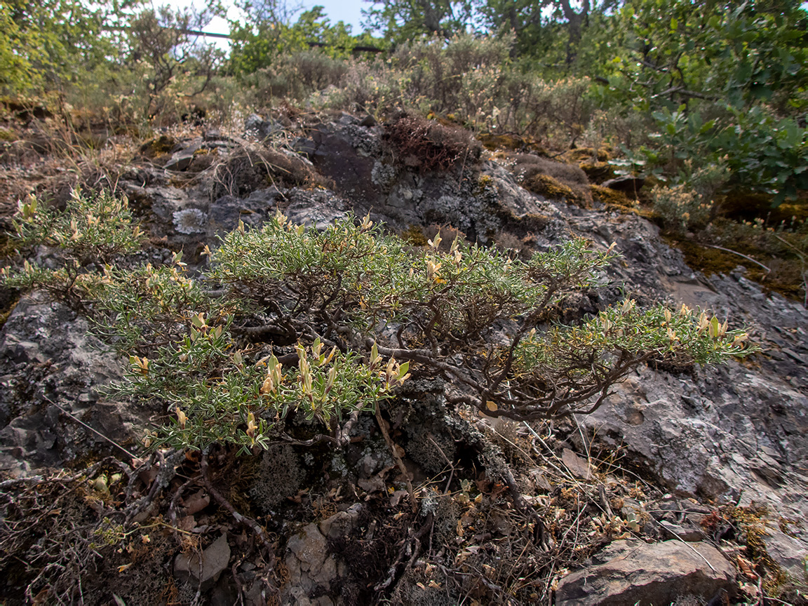 Image of Genista verae specimen.