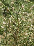 Genista acanthoclada