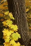 Acer platanoides