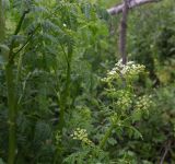 Conium maculatum