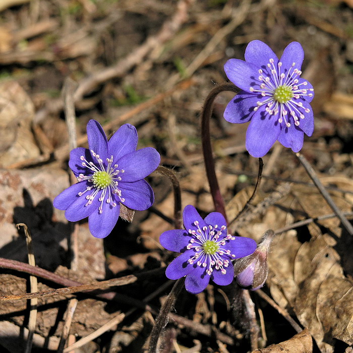 Изображение особи Hepatica nobilis.