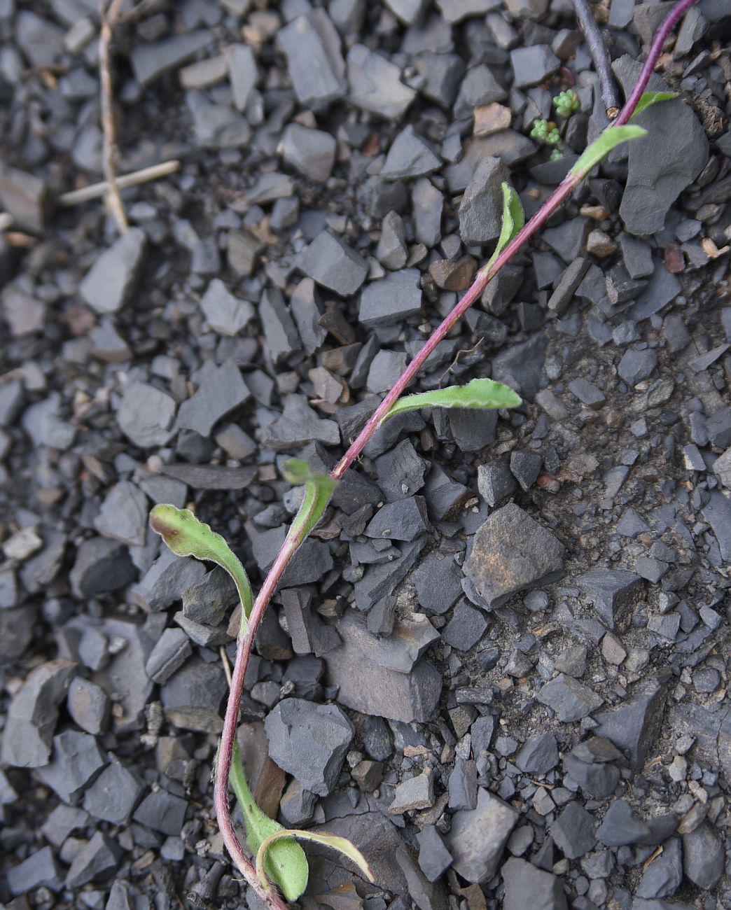 Image of Campanula saxifraga specimen.