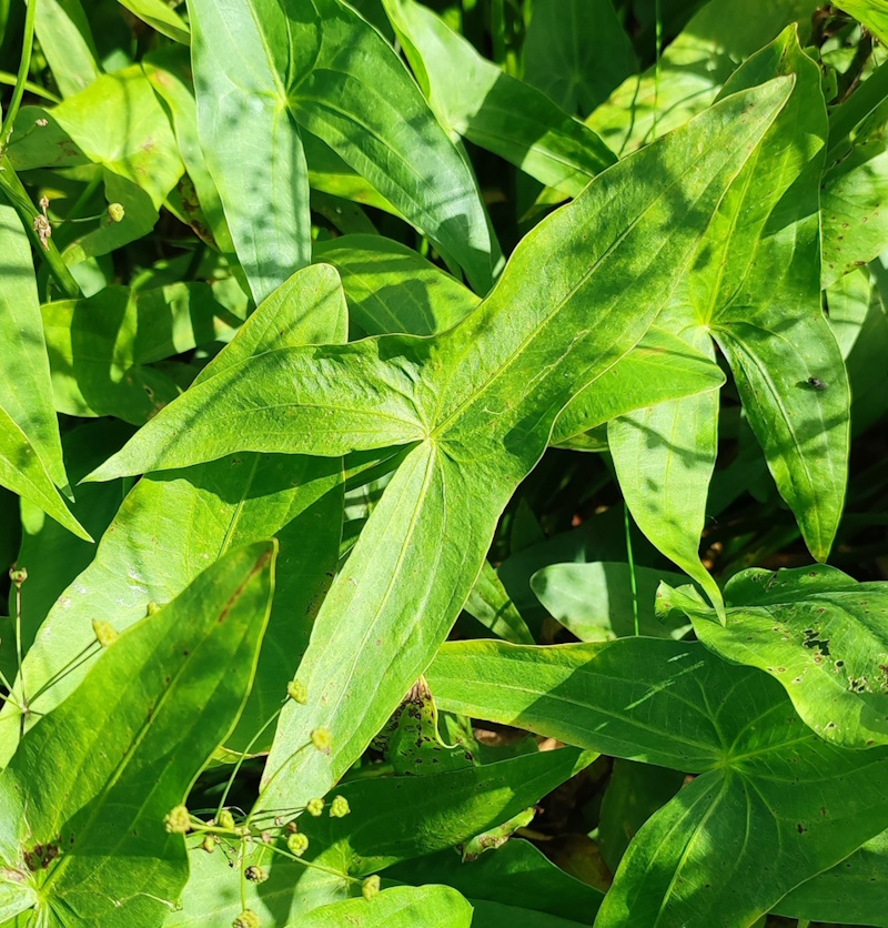Image of Sagittaria sagittifolia specimen.