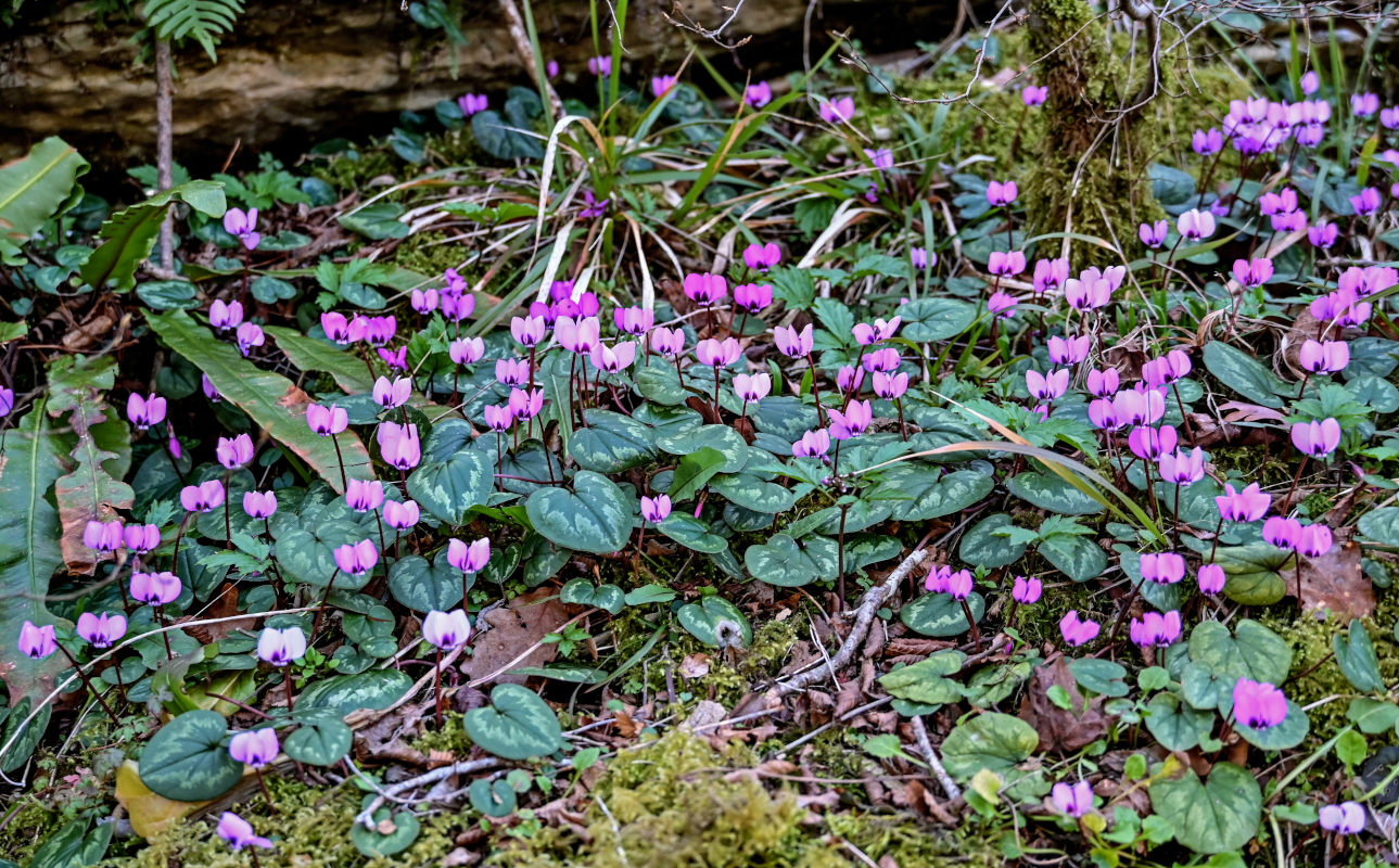 Изображение особи Cyclamen coum.