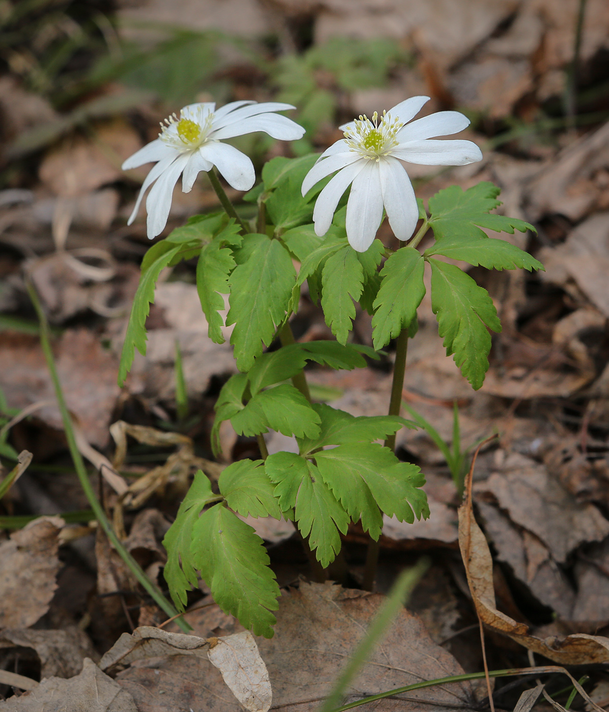 Image of Anemone altaica specimen.